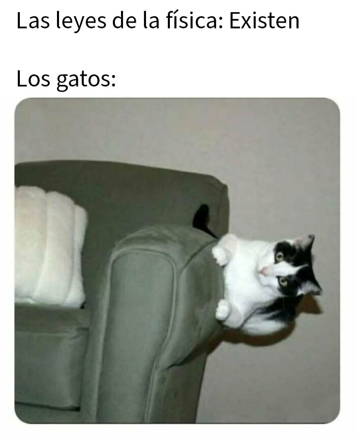 79 Funny Animal Memes To Turn Your Day Around
