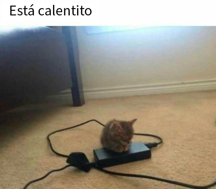 79 Funny Animal Memes To Turn Your Day Around