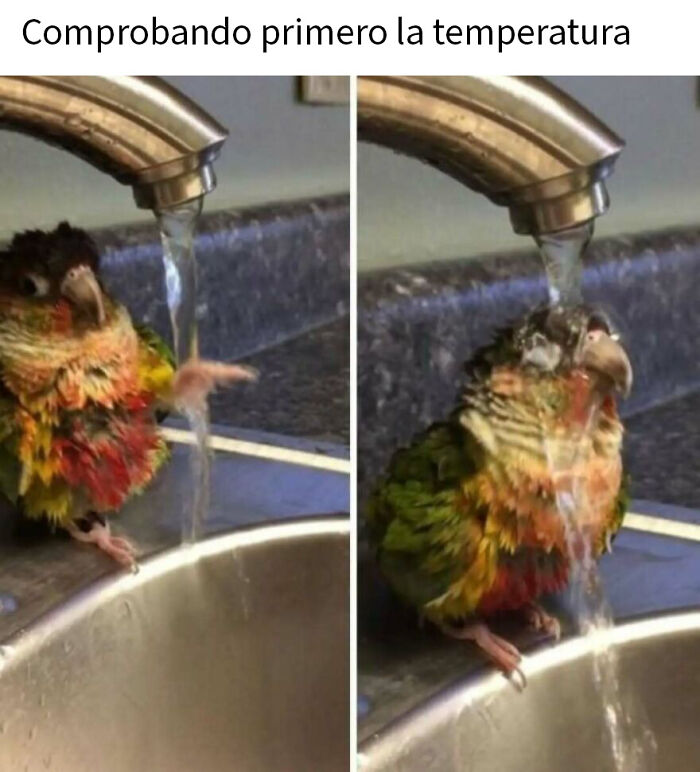 79 Funny Animal Memes To Turn Your Day Around