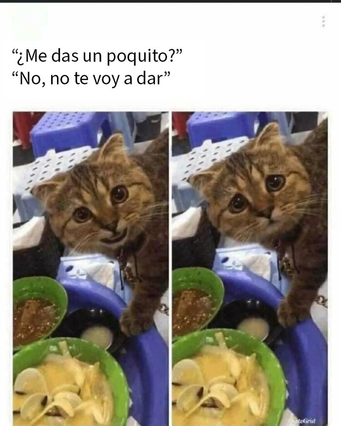 79 Funny Animal Memes To Turn Your Day Around