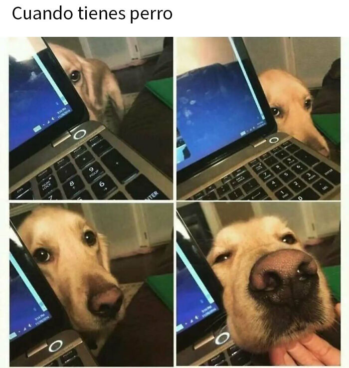79 Funny Animal Memes To Turn Your Day Around