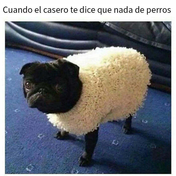 79 Funny Animal Memes To Turn Your Day Around