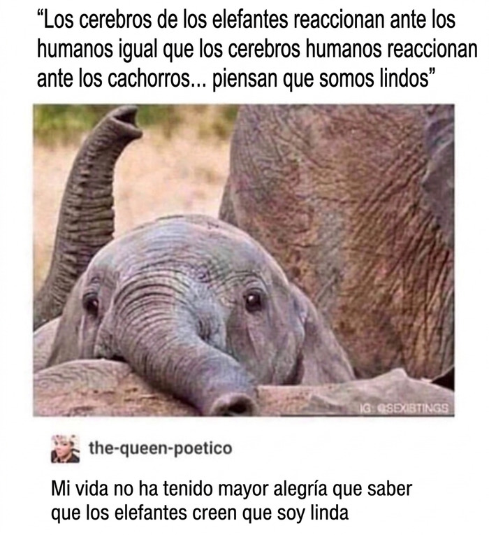 Meme divertido con un tierno elefante y un texto emotivo sobre cómo nos ven estos animales.