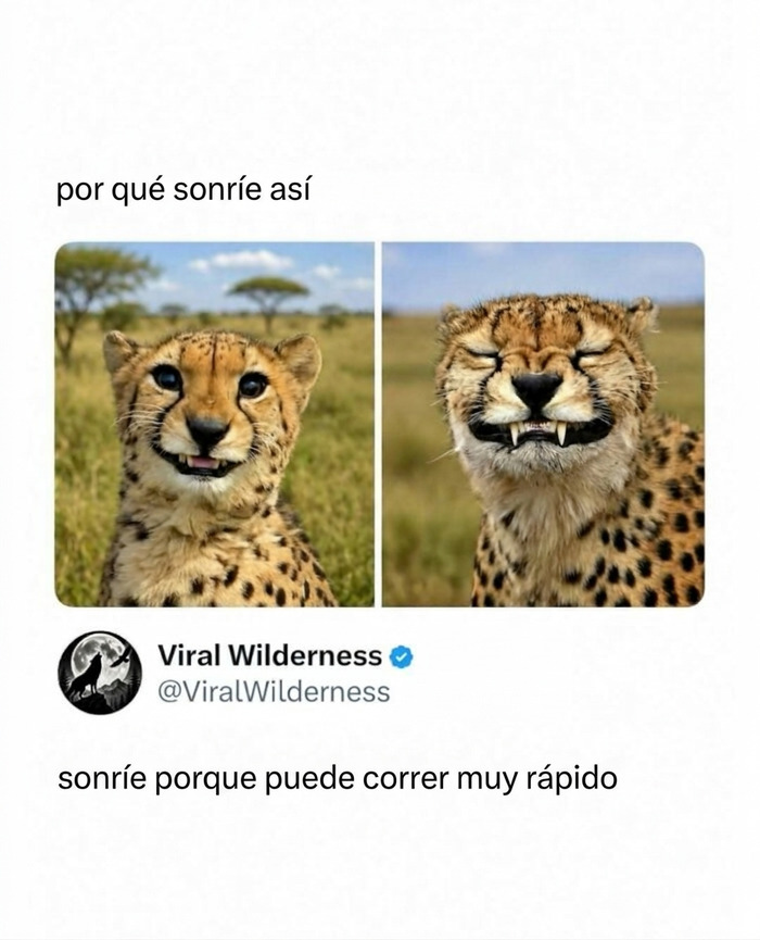 Guepardo sonriendo feliz en momentos fascinantes de animales salvajes.
