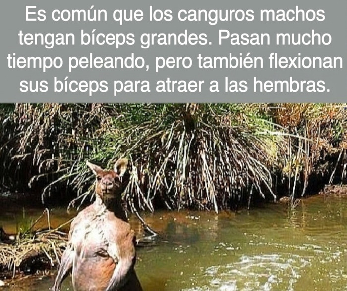 Canguro macho mostrando sus grandes bíceps en el agua, uno de los datos curiosos de la naturaleza.