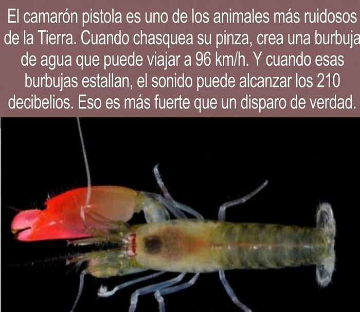 Camarón pistola bajo el agua, un gran ejemplo de datos curiosos sobre la naturaleza marina.