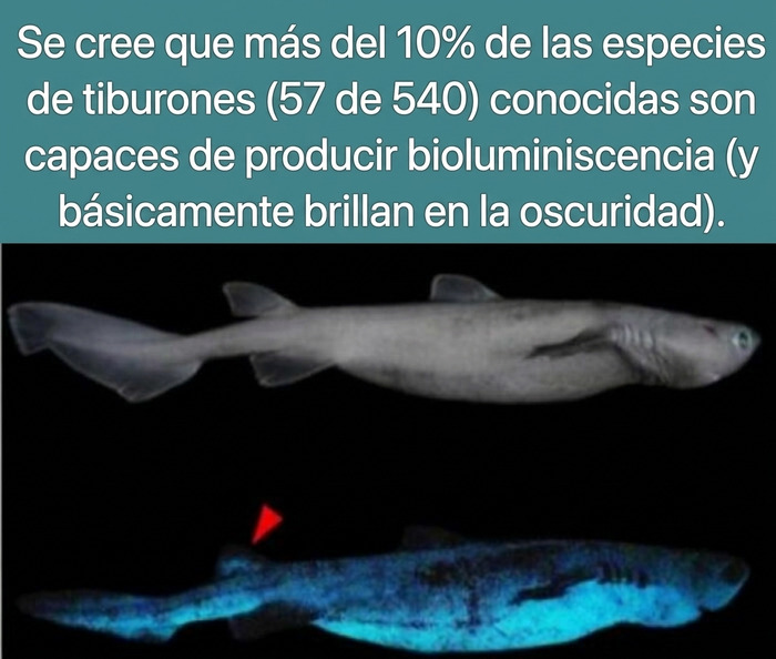 Tiburón con bioluminiscencia brillando en la oscuridad, entre los datos curiosos del mundo marino.