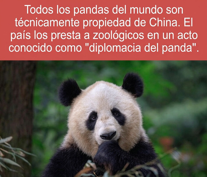 Un adorable oso panda gigante comiendo hojas, representando datos curiosos sobre la diplomacia china.