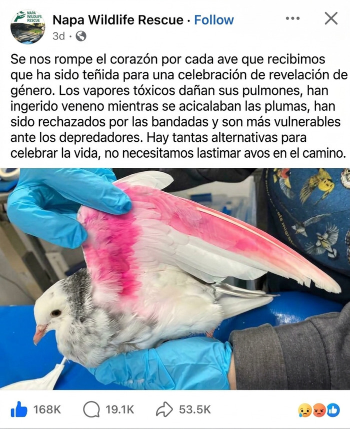 Paloma pintada de rosa para una fiesta, una acción de personas que actúan como egocéntricos.