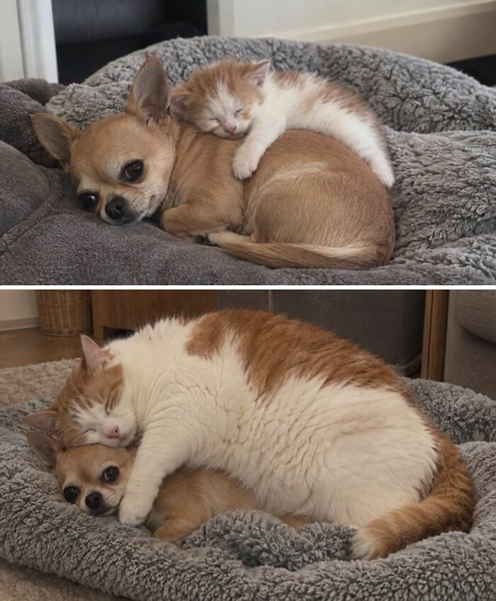 Comparativa de perro chihuahua y gato durmiendo juntos, hermosas imagenes de animales.