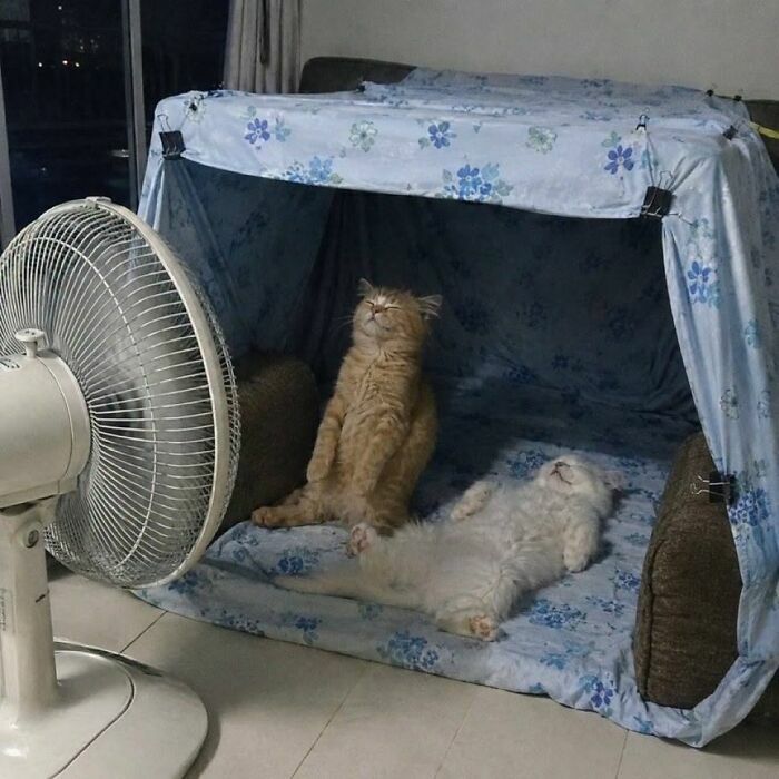 Gatos relajados frente a un ventilador, divertidas imagenes de animales.