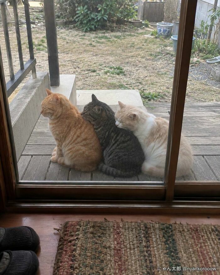 Tres lindos gatos sentados en fila, perfectas imagenes de animales para sonreir.
