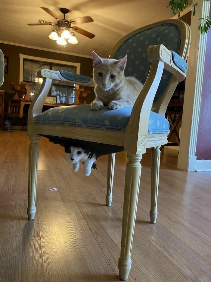 Gato acostado en una silla y otro debajo en curiosas imágenes de animales.