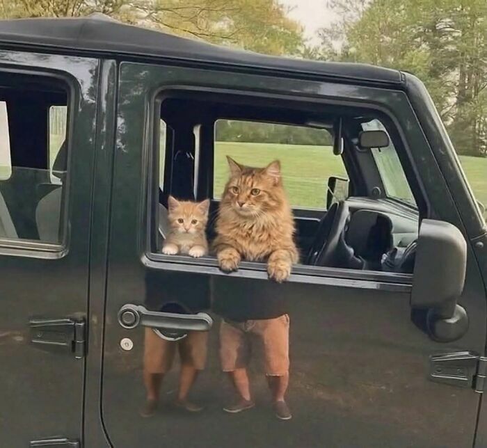 Dos gatos asomados a la ventana de un coche en imágenes de animales.