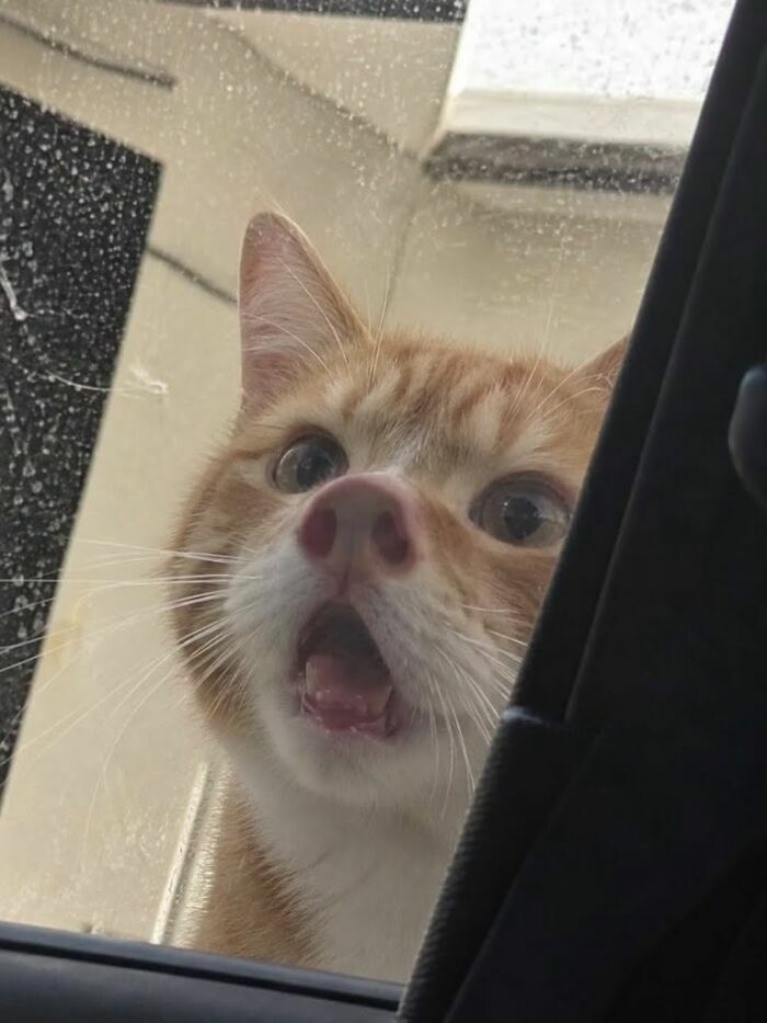 Gato sorprendido mirando por la ventana en graciosas imágenes de animales.