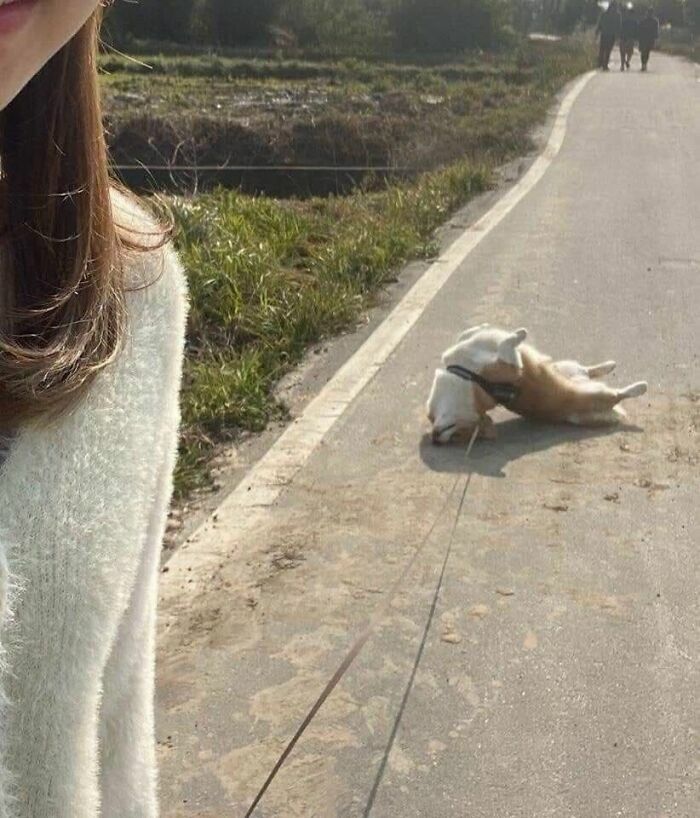 Un perro tumbado de espaldas en el suelo mientras lo pasean, divertidas imágenes de animales.