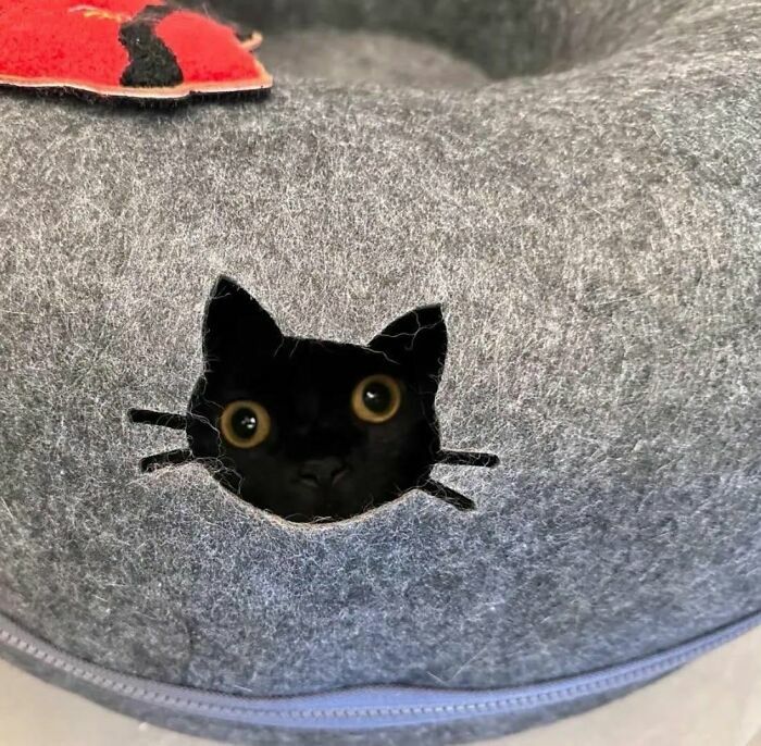 Un gato negro asomando la cabeza por un agujero con forma de gato, en imágenes de animales.