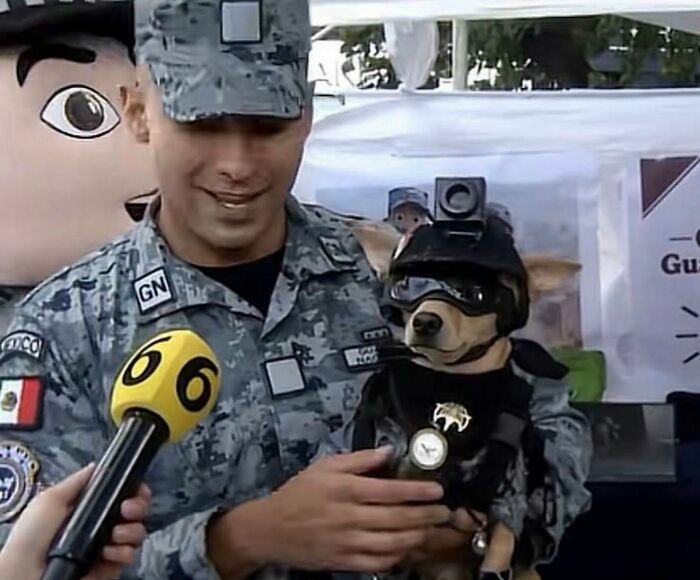 Un soldado sosteniendo a un pequeño perro vestido de militar, una de las imágenes de animales.