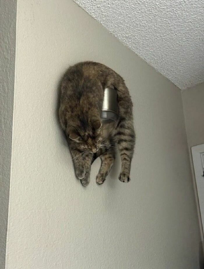 Un gato atigrado colgado de forma divertida en una lámpara de pared, parte de imágenes de animales.