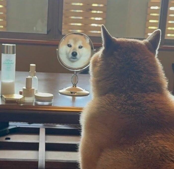 Un perro shiba inu mirándose en un espejo de mesa, una de las mejores imágenes de animales.