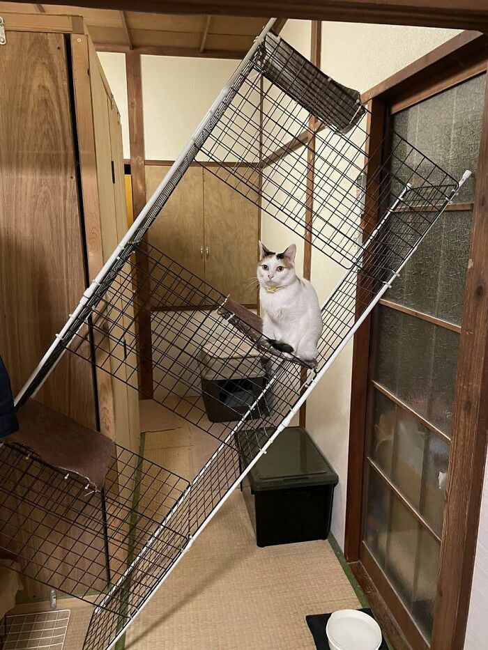 Un gato blanco dentro de una estructura de rejilla volcada en imagenes importantes de animales