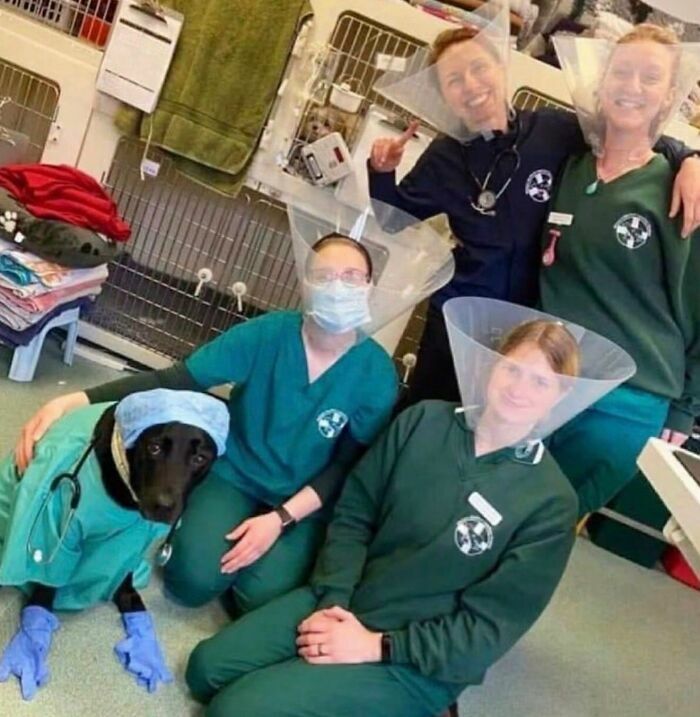 Veterinarios usando conos medicos junto a un perro, ejemplo de imagenes importantes de animales
