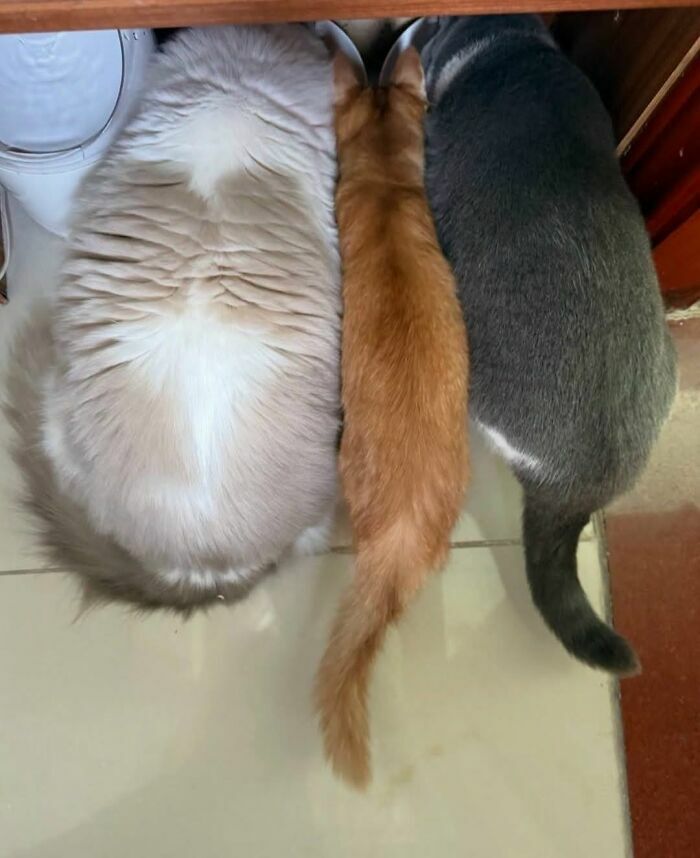 Tres gatos alineados comiendo juntos de espaldas, capturados en imagenes importantes de animales