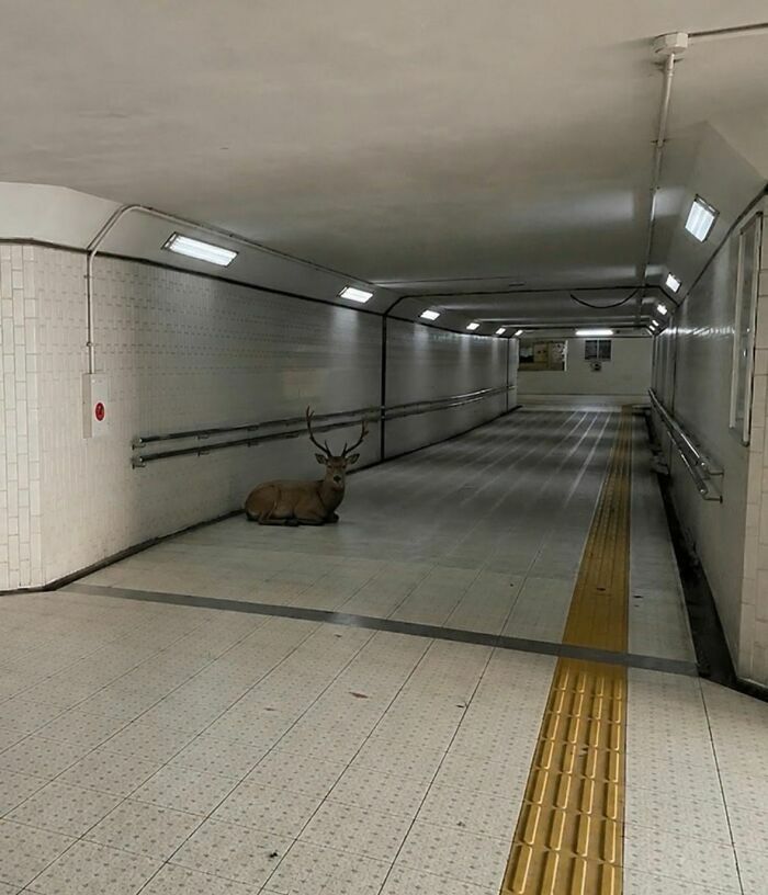 Un ciervo descansando en un pasillo subterraneo, entre curiosas imagenes importantes de animales