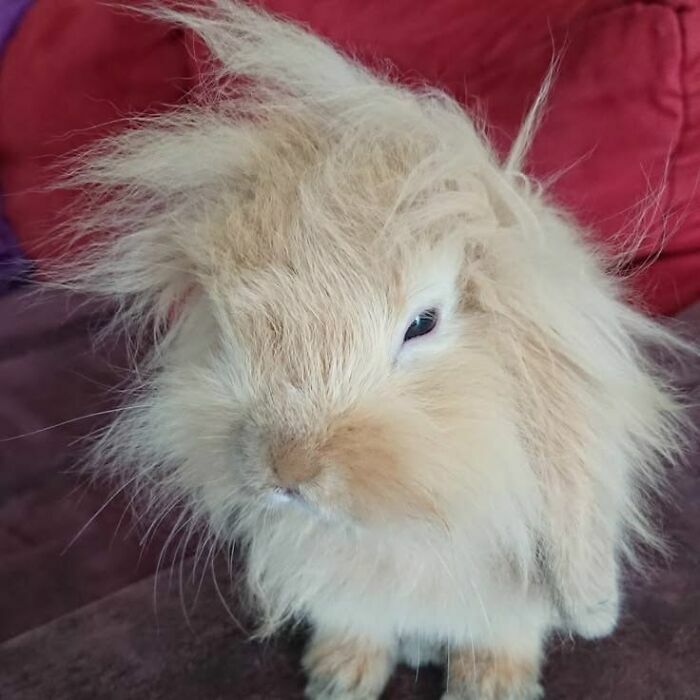 Un conejo esponjoso con pelo alborotado, una de las imagenes importantes de animales mas tiernas