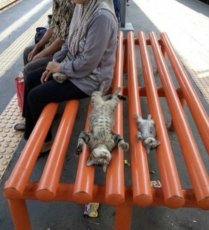 Gatos durmiendo boca arriba en una banca, un momento tierno de imágenes importantes de animales