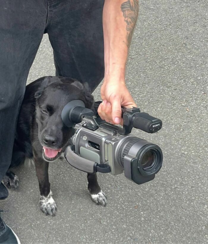 Perro negro mirando a través del visor de una cámara de video en divertidas imágenes importantes de animales