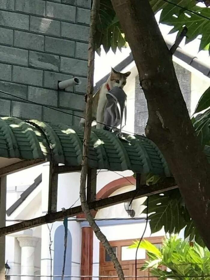 Un gato travieso en el tejado con una prenda de ropa, entre las imágenes importantes de animales graciosas