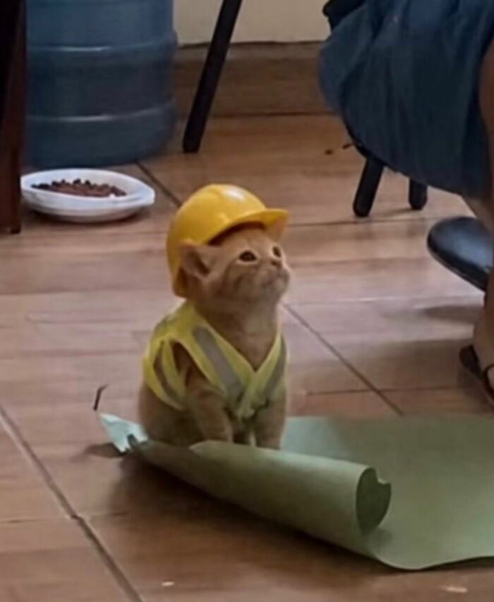 Tierno gatito con casco y chaleco de seguridad, parte de las imágenes importantes de animales del día