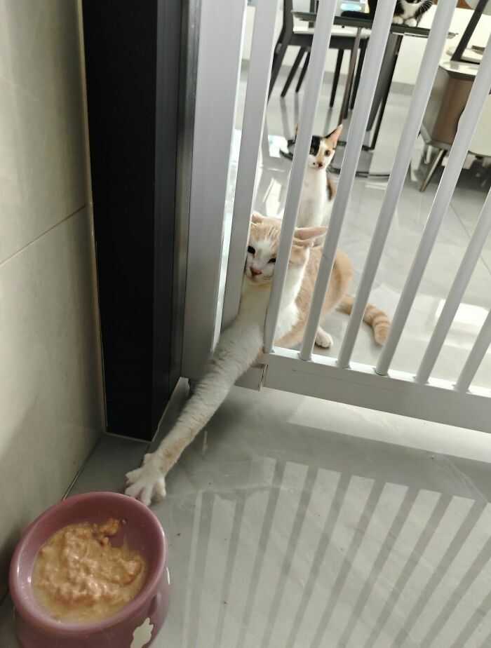 Un gato estira su pata por debajo de una reja, una de las imágenes importantes de animales más divertidas