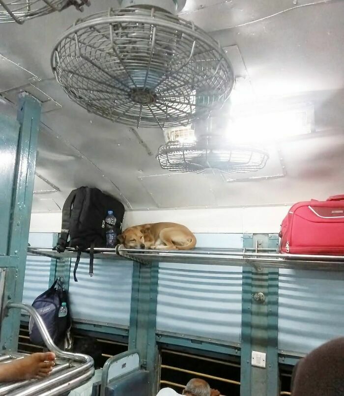 Un perro durmiendo en el portaequipajes de un tren, una de las imágenes importantes de animales.