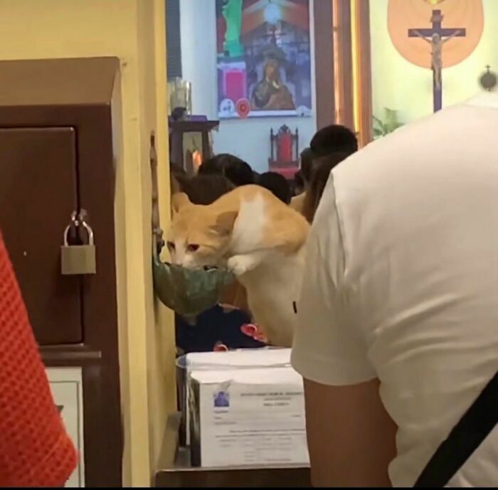 Un gato bebiendo agua de una pila bautismal en la iglesia, compartiendo imágenes importantes de animales.