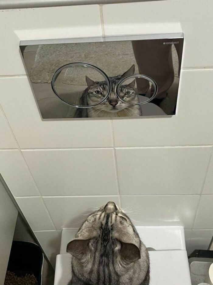 Un gato reflejado con ojos gigantes en un botón de baño, parte de las imágenes importantes de animales.