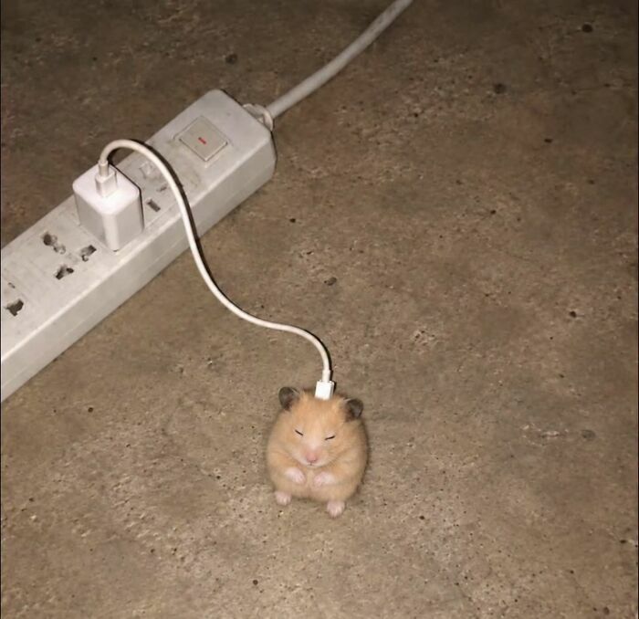 Un pequeño hámster conectado a un cargador de teléfono, ideal para imágenes importantes de animales.