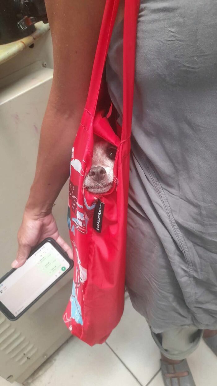 Perro pequeño asomándose desde una bolsa roja de Starbucks, imágenes importantes de animales divertidos.