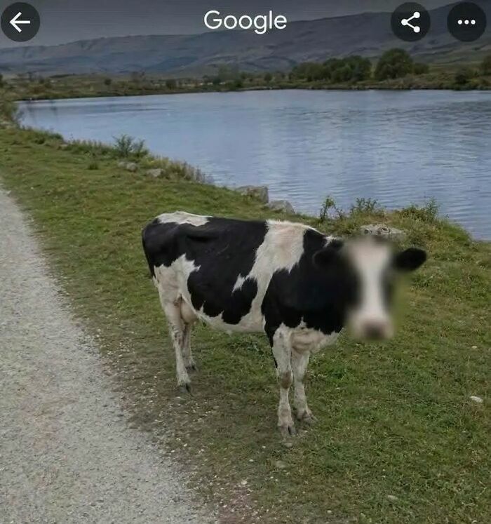 Vaca en un sendero junto a un lago con la cara difuminada en Google Maps, imágenes importantes de animales.