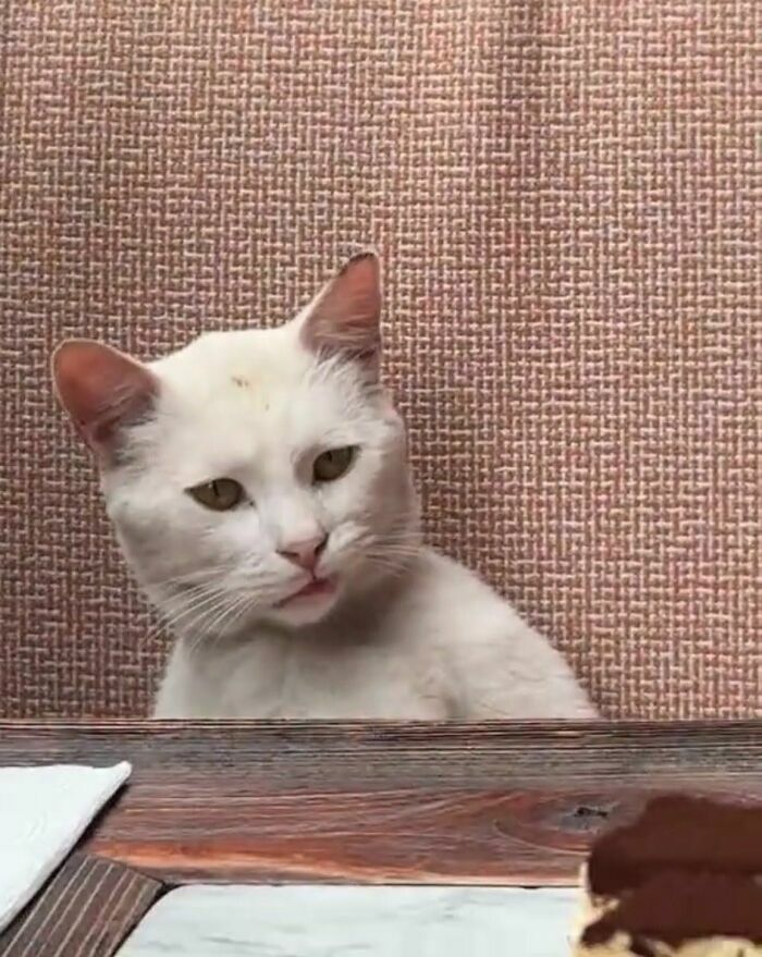 Gato blanco sentado a la mesa mirando comida con desdén, en imágenes importantes de animales.