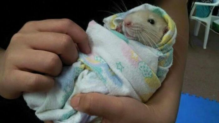 Rata bebé envuelta en una manta pequeña, un ejemplo de imágenes importantes de animales tiernos.