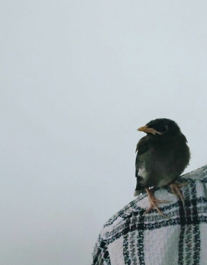 Pequeño pájaro sobre el hombro de una persona, parte de una serie de imágenes importantes de animales.