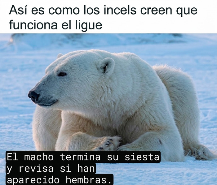 Un oso polar acostado en la nieve con un texto irónico sobre ligar y memes divertidos.