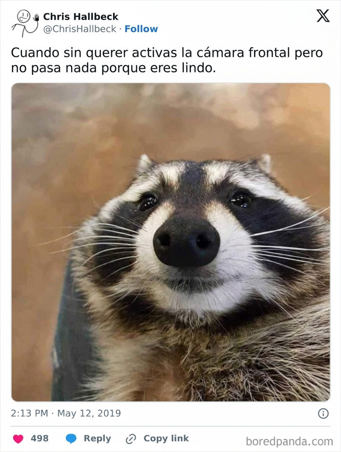 Meme divertido con la foto de un mapache tierno mirando a la camara frontal