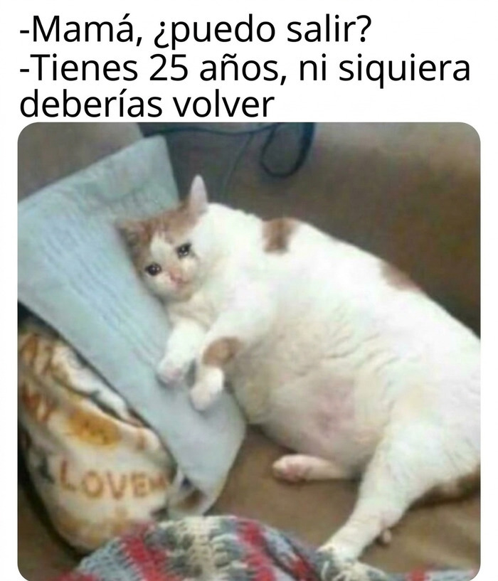 Gatito triste acostado en una almohada, uno de los memes divertidos de la lista