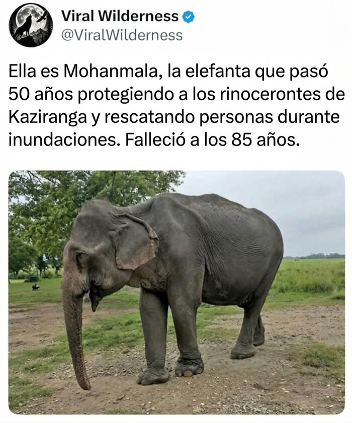 La elefanta Mohanmala en un campo, un tributo a la increíble naturaleza y los animales