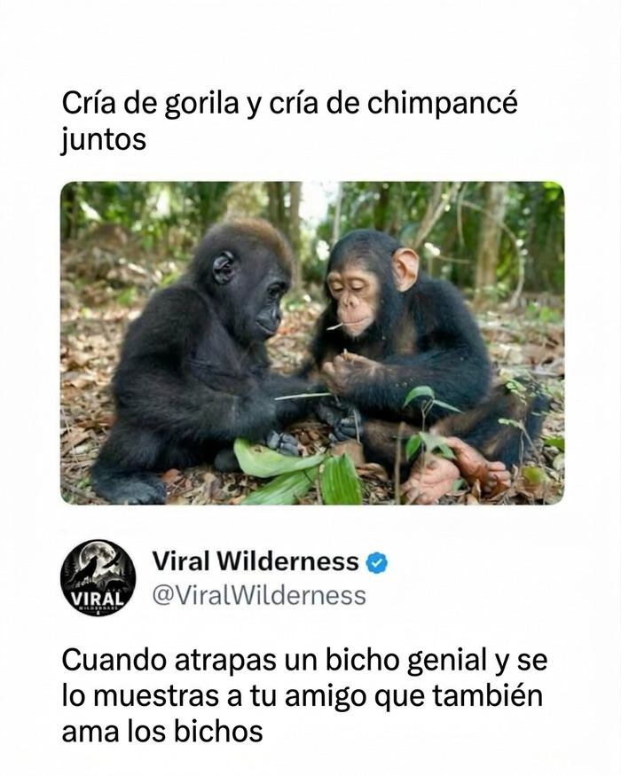 Cría de gorila y de chimpancé compartiendo un momento tierno de los animales y la naturaleza
