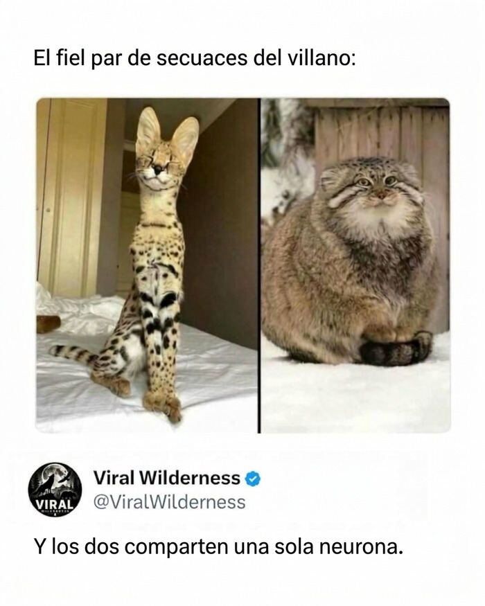 Dos felinos exóticos con expresiones curiosas que reflejan la diversidad de los animales.