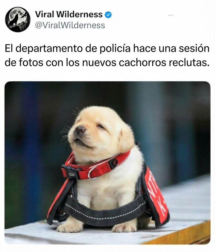 Pequeño cachorro de policía con chaleco rojo, un tierno ejemplo de animales en la naturaleza.